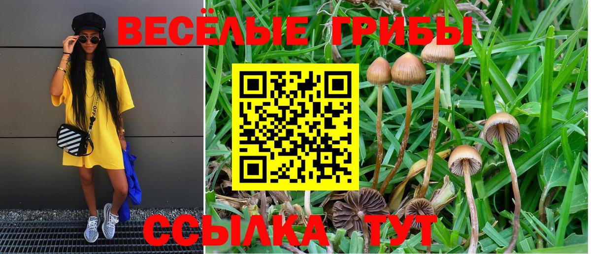 Псилоцибиновые грибы прущие грибы  Вход с VPN  Тайшет 